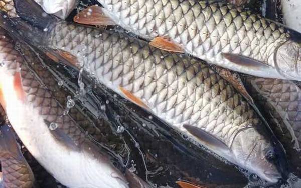 倒刺鲃价格多少钱一斤?