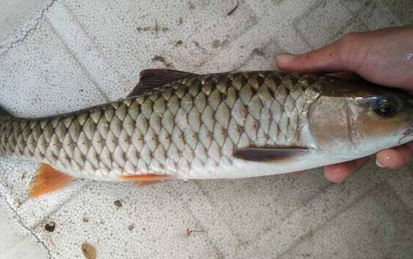 倒刺鲃价格多少钱一斤?