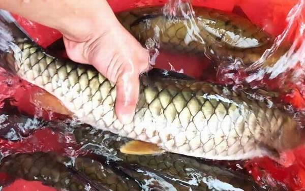 倒刺鲃价格多少钱一斤?