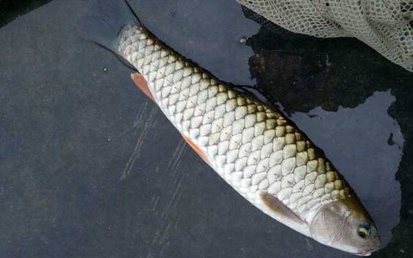 倒刺鲃价格多少钱一斤?