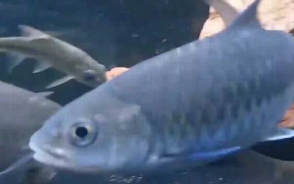 �������Ͳ��������