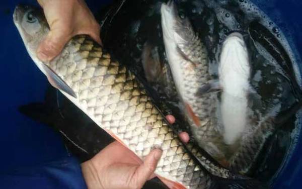 军鱼和鲤鱼有什么区别?