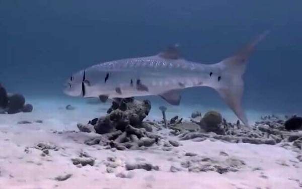 ������ʲô�㣿