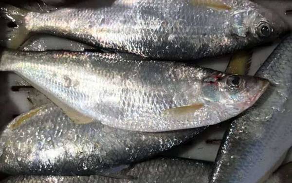 鲞鱼是什么鱼?