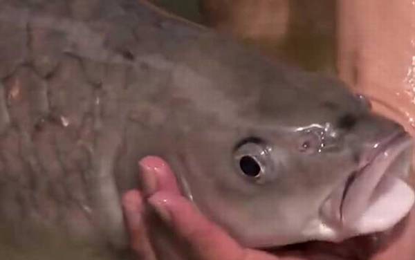 忘不了鱼是什么鱼?