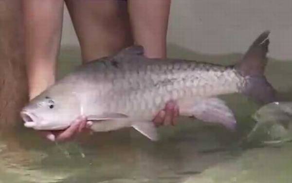 忘不了鱼是什么鱼?