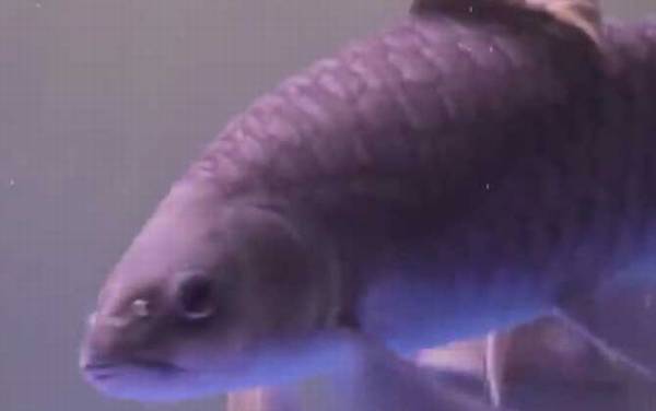 忘不了鱼是什么鱼?