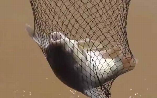 忘不了鱼是什么鱼?