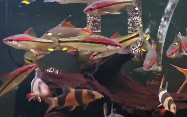 一眉道人是什么鱼?