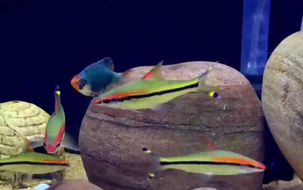 一眉道人是什么鱼?