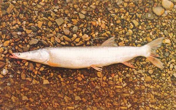 鯮鱼是什么鱼?