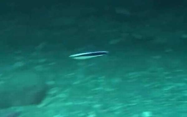 医生鱼是什么鱼?