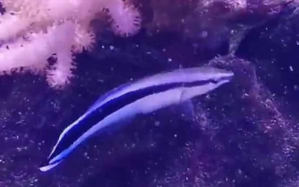 医生鱼是什么鱼?