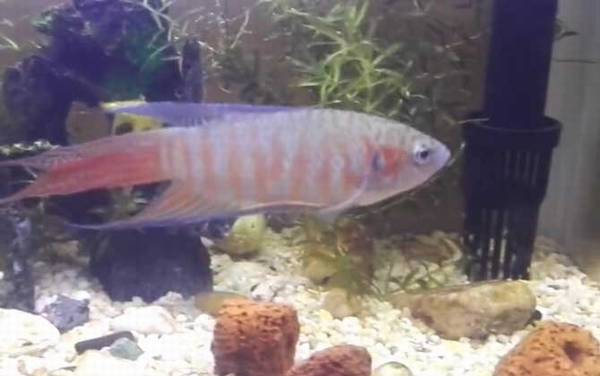 兔子鱼是什么鱼?