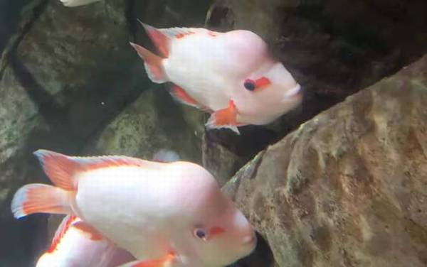 寿星鱼是什么鱼?