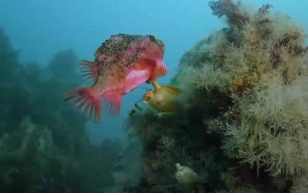 圆鳍鱼是什么鱼?