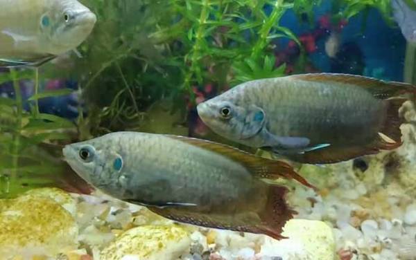 兔子鱼是什么鱼?