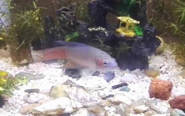 兔子鱼是什么鱼?