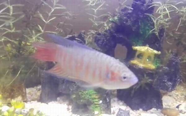 兔子鱼是什么鱼?