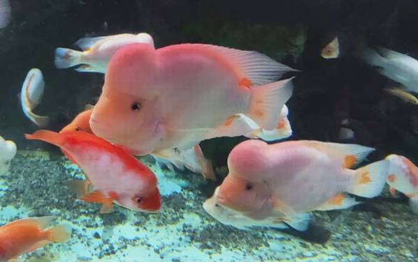 寿星鱼是什么鱼?