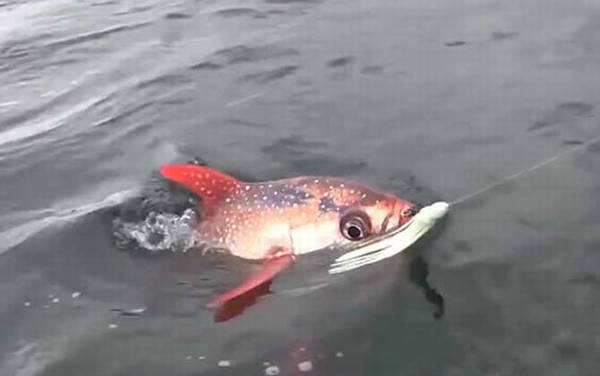 月亮鱼是什么鱼?