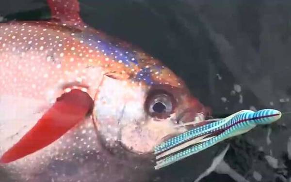 月亮鱼是什么鱼?