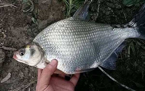 鳊鱼和武昌鱼是不是一种鱼?