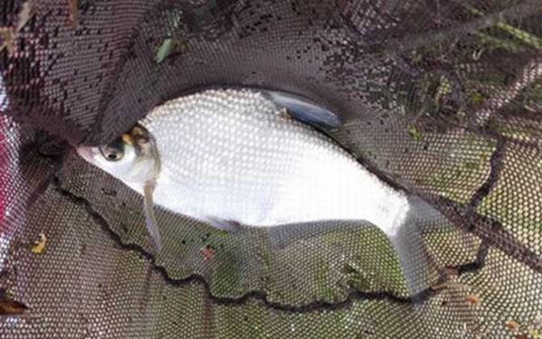 鳊鱼和武昌鱼是不是一种鱼?