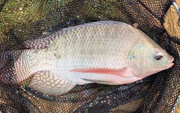 罗非鱼又叫什么鱼?