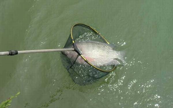 罗非鱼又叫什么鱼?