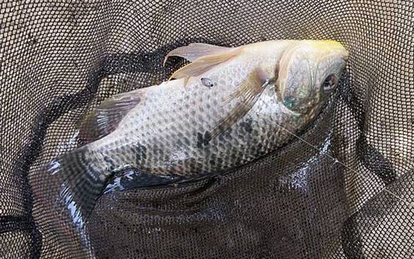 为什么要少吃罗非鱼?