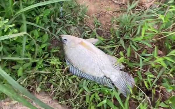 罗非鱼是海鱼吗?