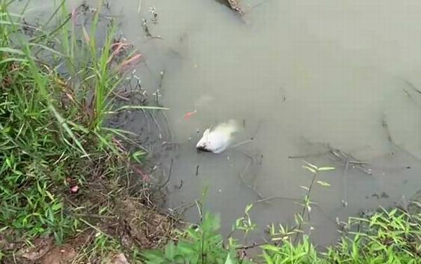 罗非鱼是海鱼吗?