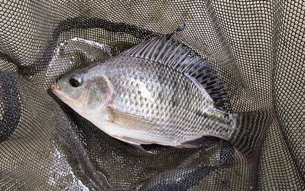 罗非鱼生活在什么地方?