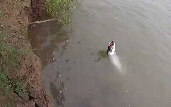 如何判断河里有翘嘴?