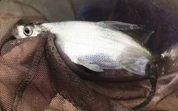 如何判断河里有翘嘴?