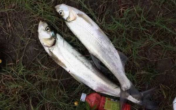 弓背翘嘴鱼学名叫什么?