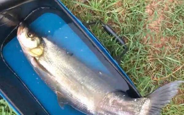 翘嘴和撅嘴鲢子是一种鱼吗?