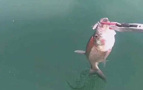 翘嘴和撅嘴鲢子是一种鱼吗?