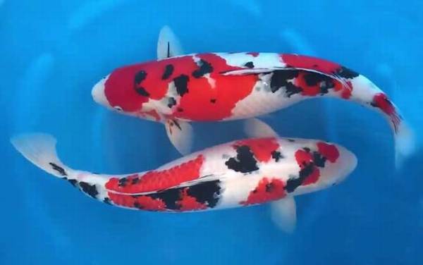 大正三色是什么鱼?