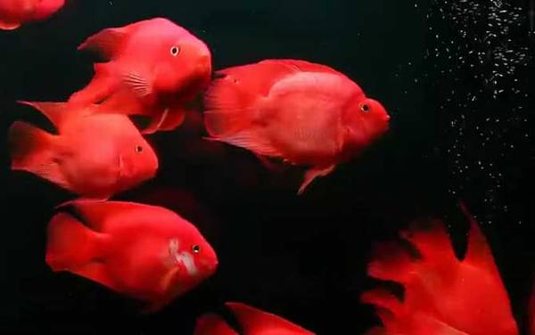 发财鱼是什么鱼?