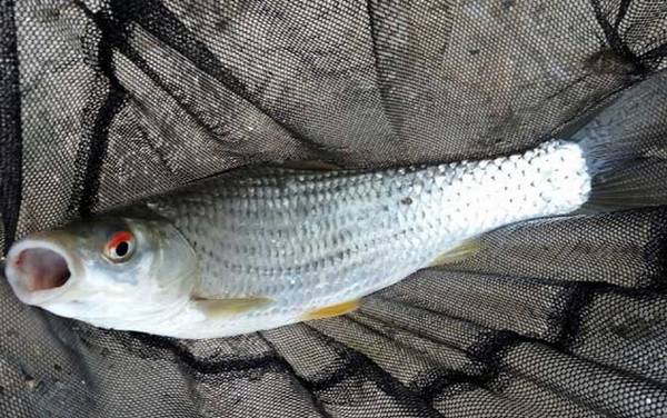 红眼鱼是什么鱼?