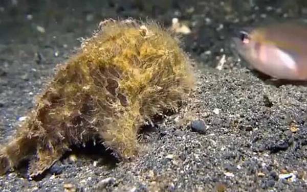 老头鱼是什么鱼?