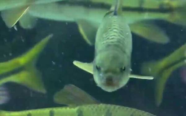 光唇鱼是什么鱼?