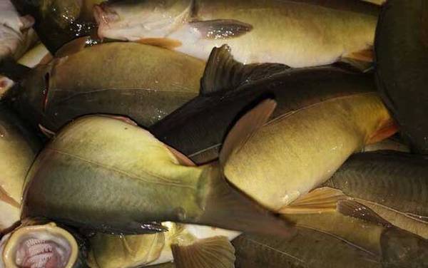 三道鳞是什么鱼?