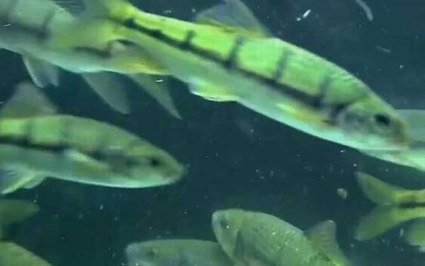 光唇鱼是什么鱼?