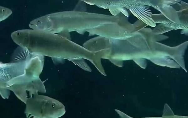 光唇鱼是什么鱼?