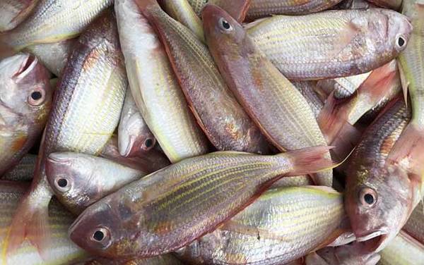 红杉鱼是什么鱼?