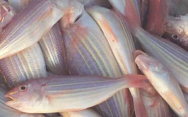 红杉鱼是什么鱼?