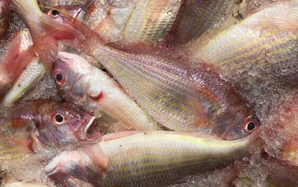 红杉鱼是什么鱼?